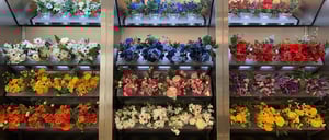 Screenshot-2020-07-06-at-11.26.42-am